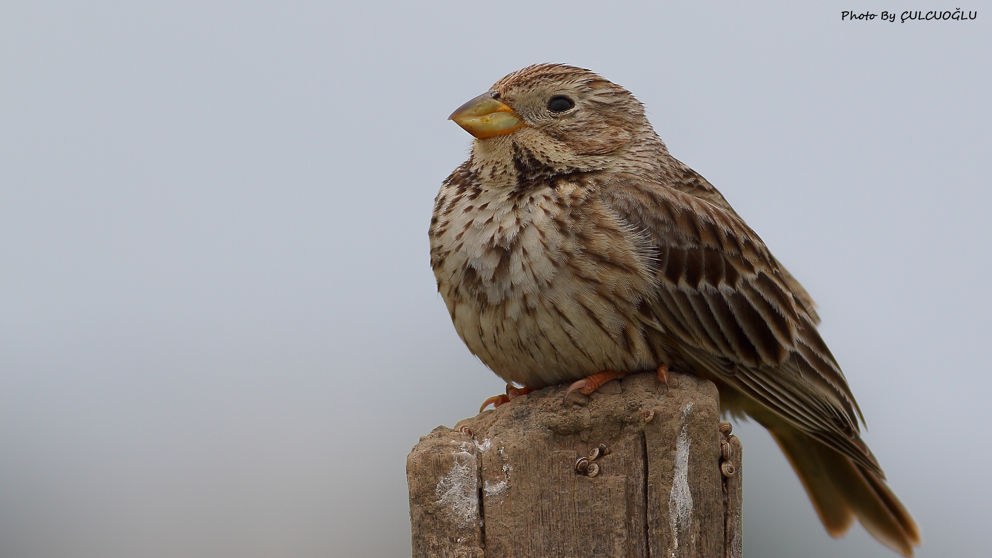 Corn Bunting